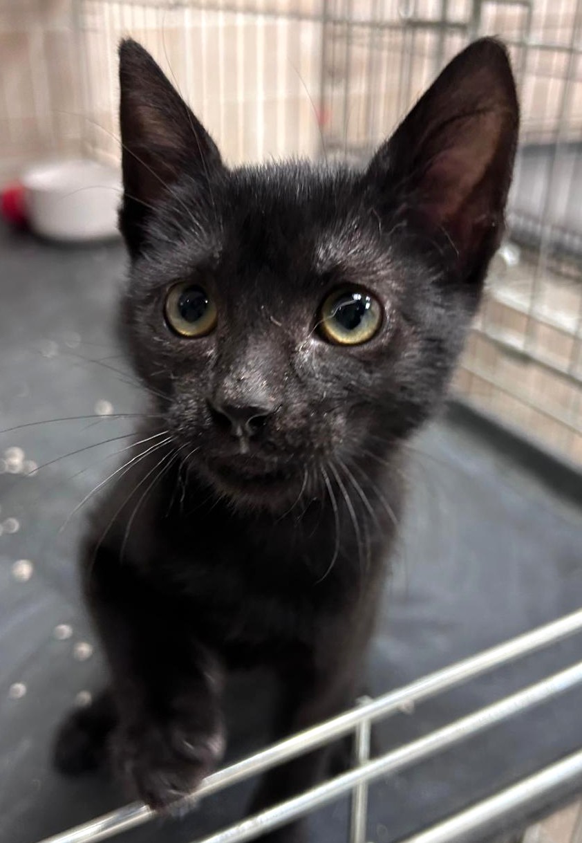 <h3 style="color:#005b98"> Fotografía </h3>