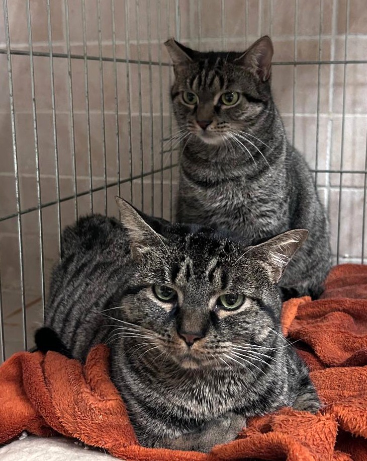 <h3 style="color:#005b98"> Fotografía </h3>