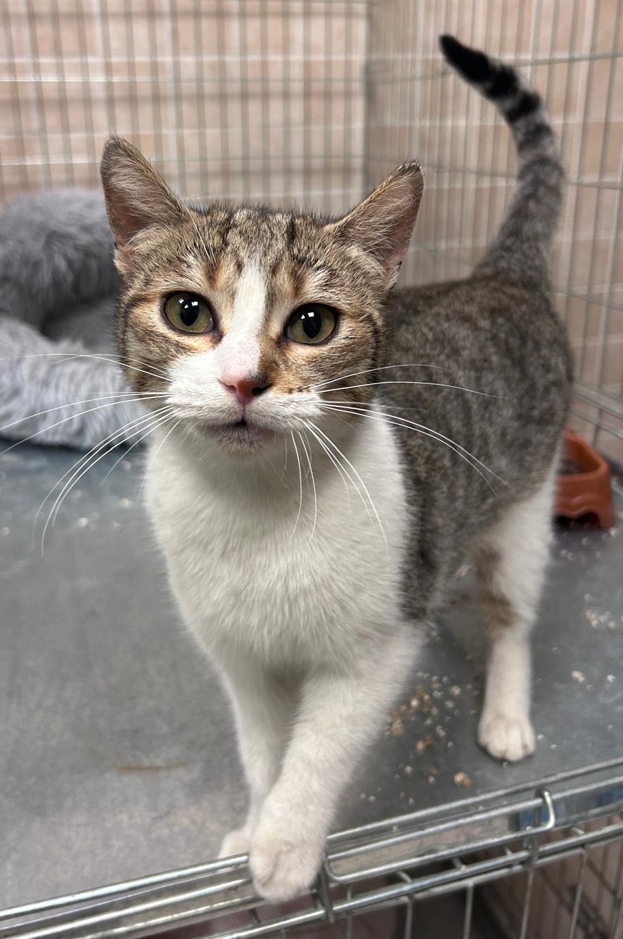 <h3 style="color:#005b98"> Fotografía </h3>