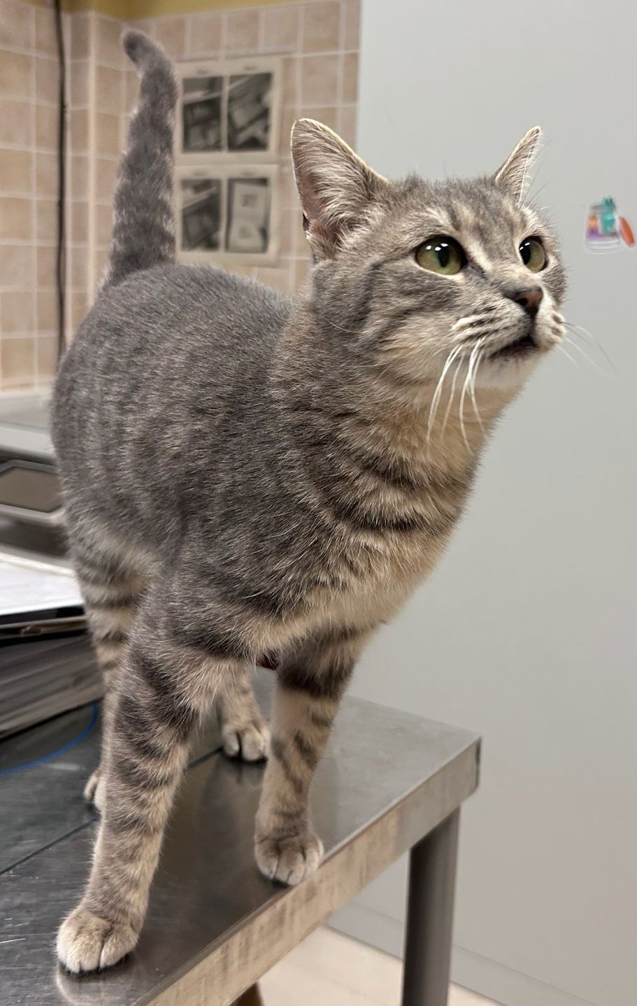 <h3 style="color:#005b98"> Fotografía </h3>