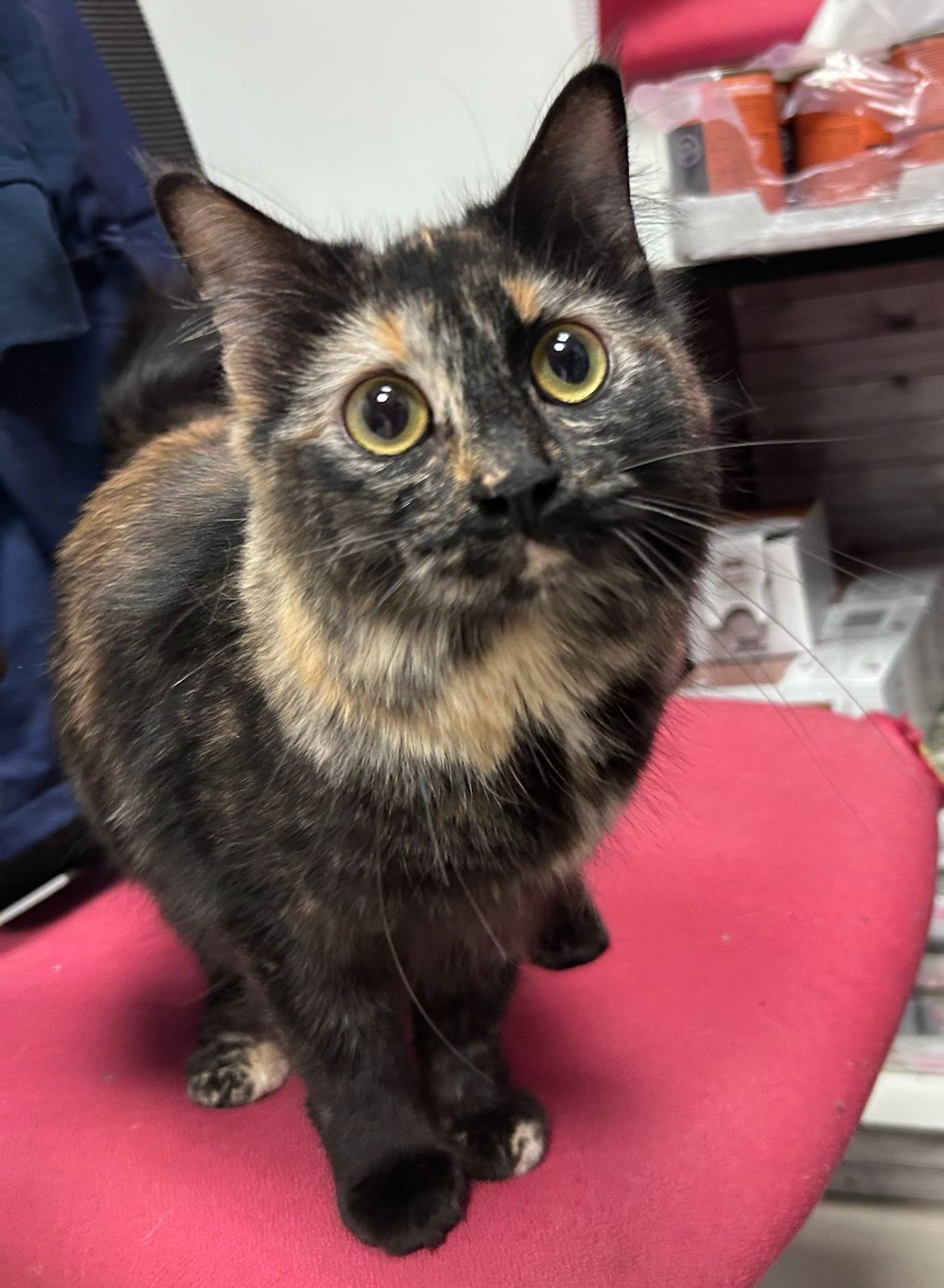 <h3 style="color:#005b98"> Fotografía </h3>