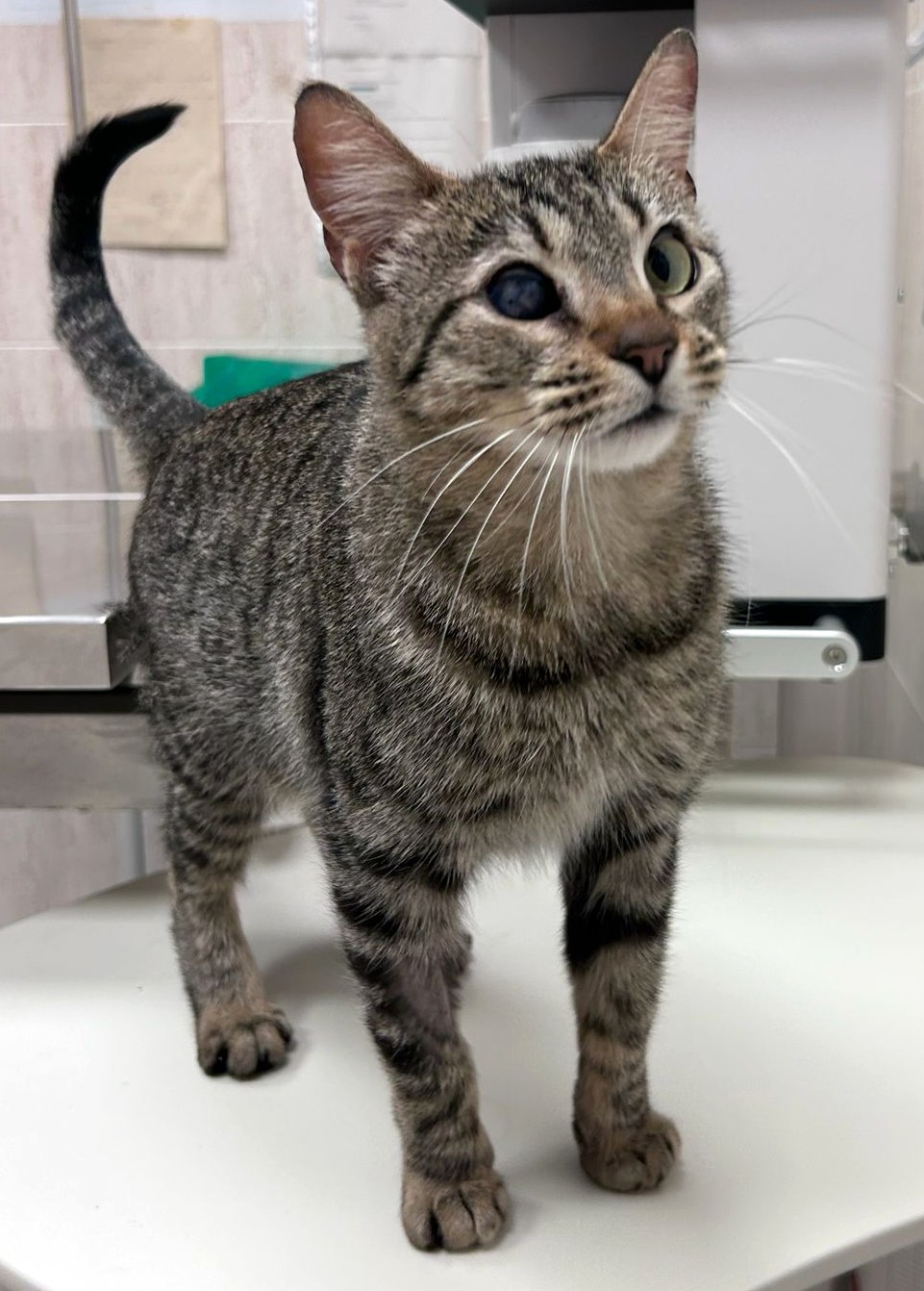 <h3 style="color:#005b98"> Fotografía </h3>