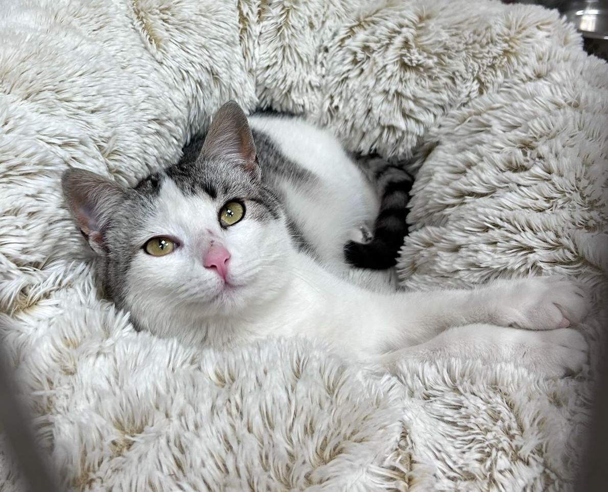 <h3 style="color:#005b98"> Fotografía </h3>