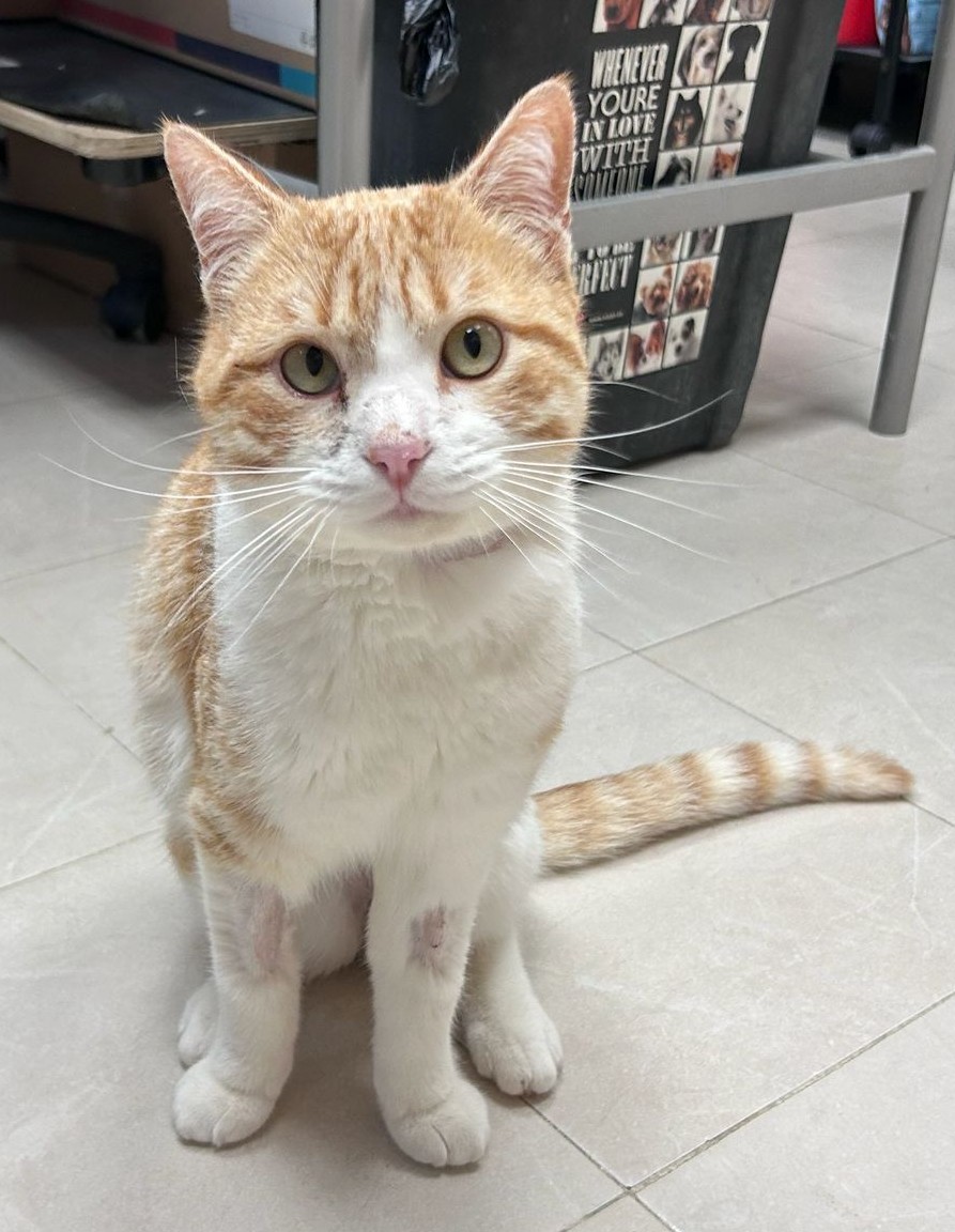 <h3 style="color:#005b98"> Fotografía </h3>